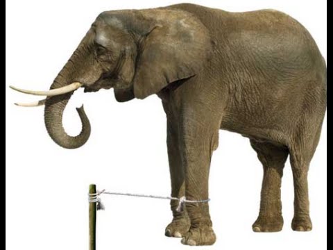 The Elephant Rope